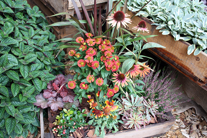 Kübelbepflanzung etagenweise - Buga 2015 Havelland