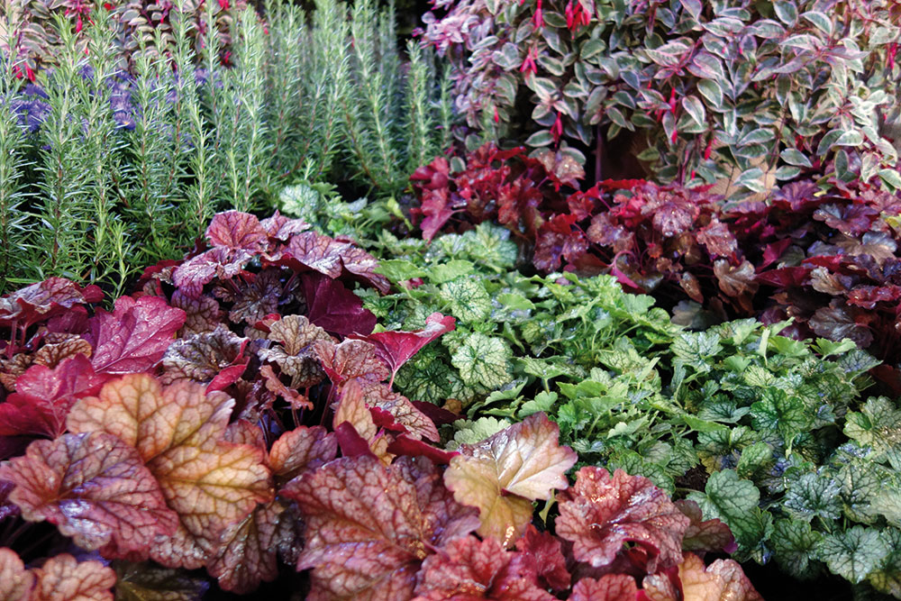 Buga Heilbronn 2019 Pflanzenbeiträge