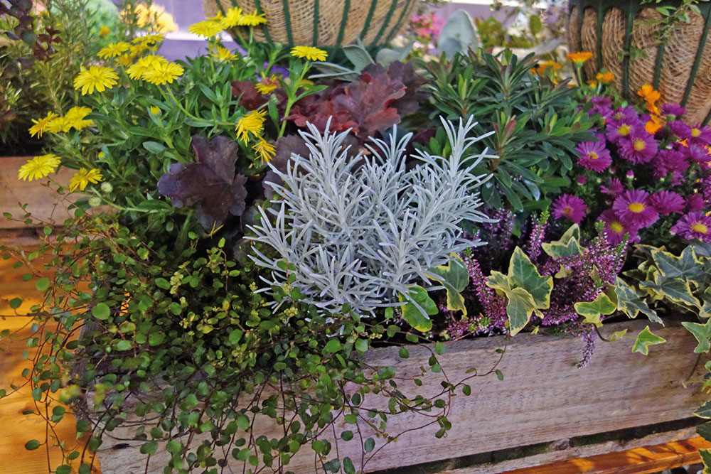 Buga Heilbronn 2019 Pflanzenbeiträge