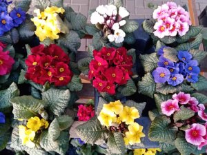 Frühlingsstimmung 2024 bei Gartenbau Seever