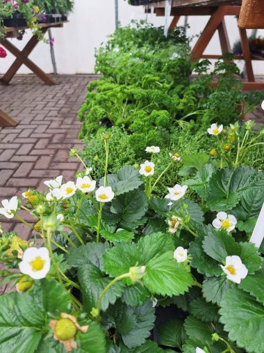 Sommer bei Gartenbau Seever