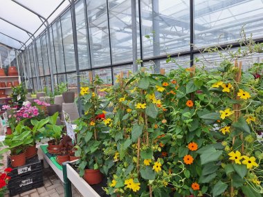 Sommer bei Gartenbau Seever