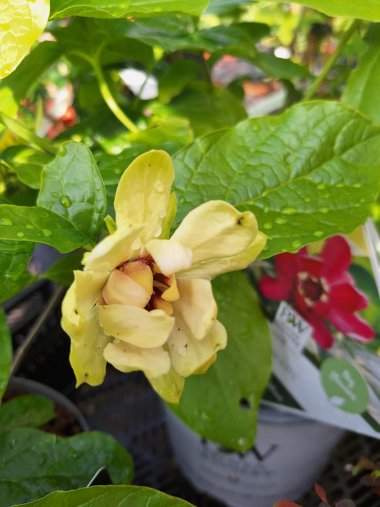 Sommer bei Gartenbau Seever