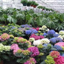 Tag der offenen Gärtnerei - 2006 Gärtnerei Seever