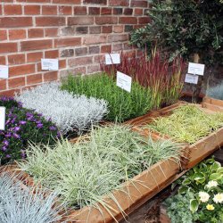 Buga 2015 Havelland - Prämierung für unser Kübelpflanzen- und Herbst-Sortiment